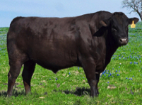 Wagyu bulls for sale