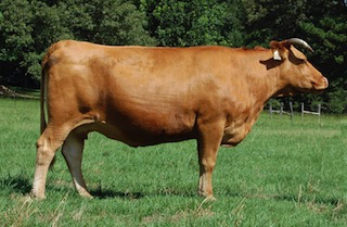 Red Wagyu Akaushi cow