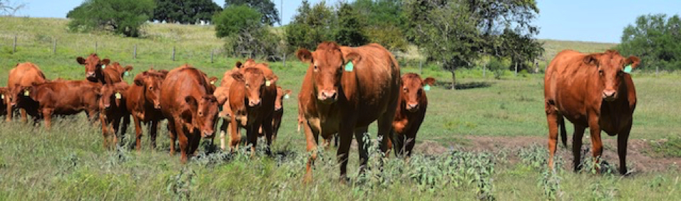Red Wagyu Akaushi cows