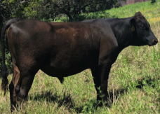 Black Wagyu bull for sale