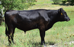 Wagyu bulls for sale texas