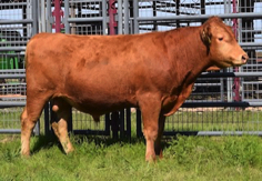 Red Wagyu bull for sale