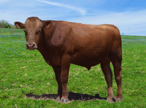 wagyu akaushi red semen plus cattle jc dam