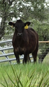 Wagyu heifers