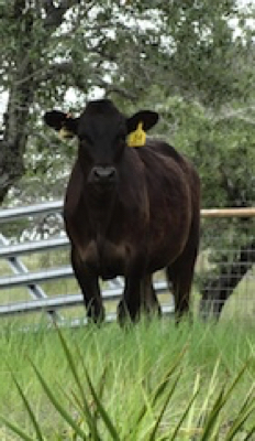 Wagyu heifers