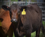 Wagyu cows