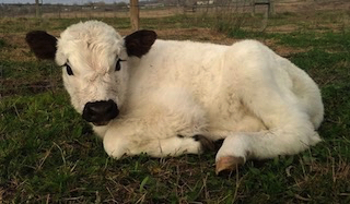 Wagyu cows