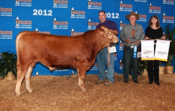 Akaushi Red Wagyu bull