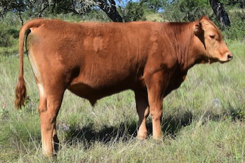 Wagyu bulls for sale texas