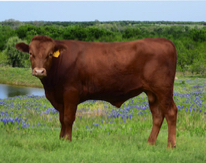 Wagyu bull for sale