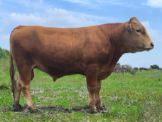 Red Wagyu bull