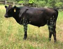 Black Wagyu bull