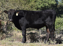 Black Wagyu bull