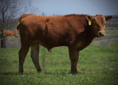 Akaushi red wagyu bull for sale