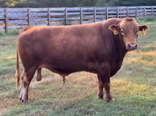 Akaushi red wagyu bull