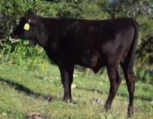 Wagyu bulls for sale