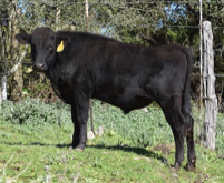 Wagyu bulls for sale