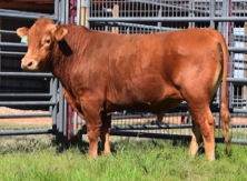 Red Wagyu bull