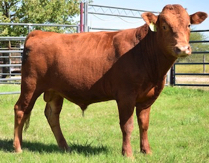 Akaushi Red Wagyu bull for sale