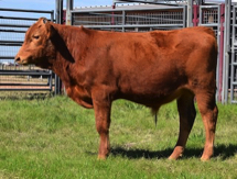 Red Wagyu bull