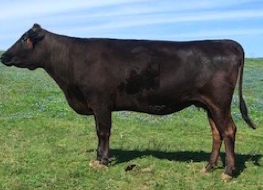 Fine black Wagyu cow, embryo donor, and daughter of Itoshigenami