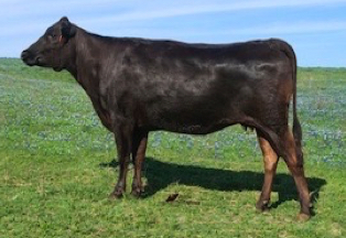 Full blood Wagyu heifers and embryos for sale