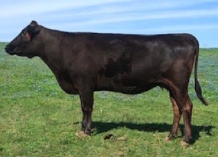 Fine black Wagyu cow, embryo donor, and daughter of Itoshigenami