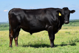 Wagyu semen for sale