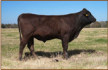 Wagyu bulls for sale